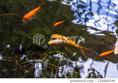 Goldfish in natural garden pond, carassius auratus Goldfish in natural garden pond, carassius auratus 128880546