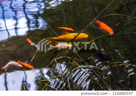 Goldfish in natural garden pond, carassius auratus Goldfish in natural garden pond, carassius auratus 128880547