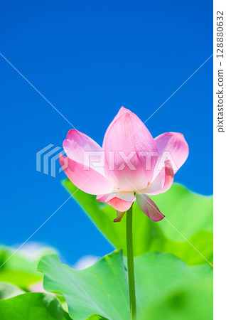 Lotus flower  128880632