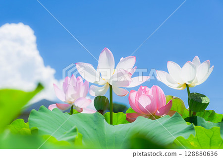 lotus flower in the summer sun 128880636