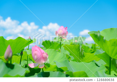 Lotus flower on a hot summer day 128880638