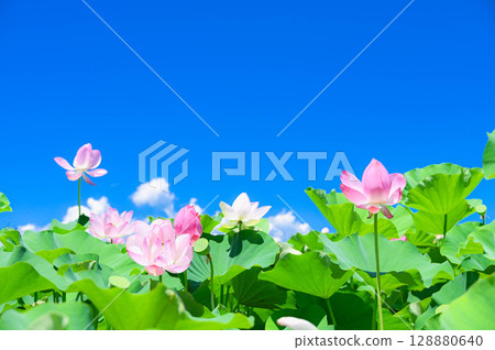 Lotus flower on a hot summer day 128880640