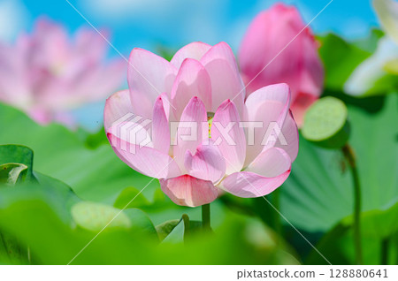 盛開的荷花 128880641