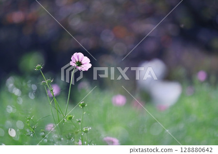 綠意盎然的波斯菊 綠意盎然的波斯菊 128880642