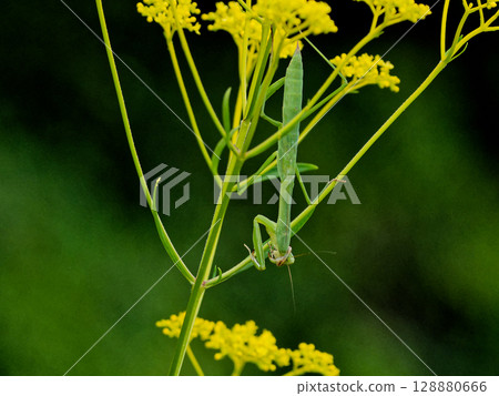 一隻幼年巨螳螂在護身符上等待獵物 128880666