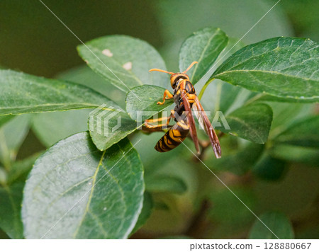 一隻雌性紙蜂（Polistes sieboldii）正在一片葉子上休息 128880667