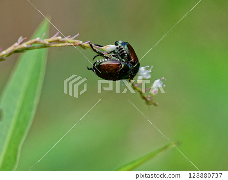 蛺蝶科Satoki虎蜥 蛺蝶科Satoki虎蜥 128880737