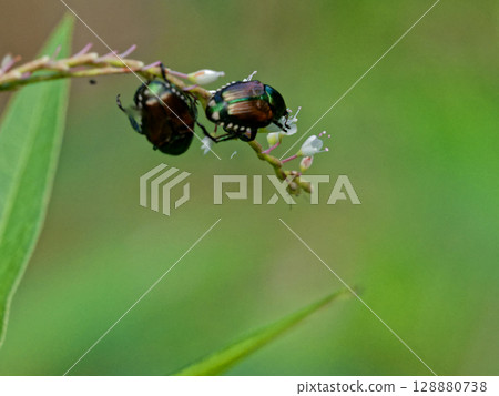 蛺蝶科Satoki虎蜥 128880738