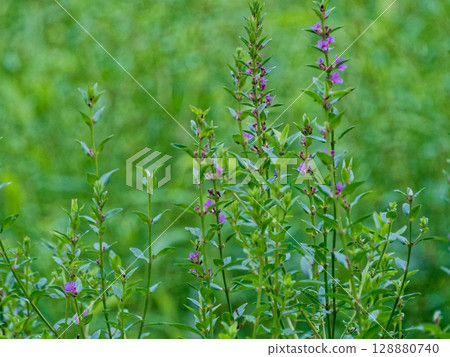 蛺蝶科Satoki虎蜥 蛺蝶科Satoki虎蜥 128880740