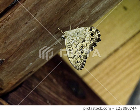 蛺蝶科Satoki虎蜥 蛺蝶科Satoki虎蜥 128880744