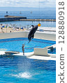 Dolphin show dolphin big jump 128880918