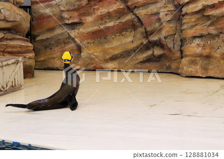 A sea lion carrying a ball with perfect balance 128881034