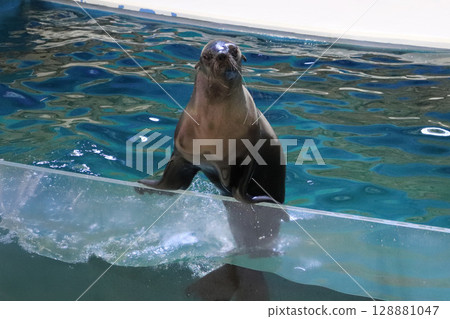 A proud sea lion balancing pose A proud sea lion balancing pose 128881047