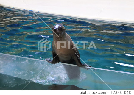 A proud sea lion balancing pose A proud sea lion balancing pose 128881048