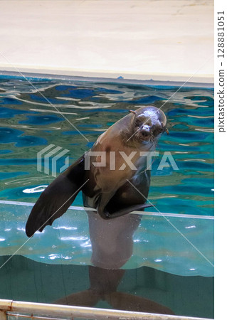 驕傲的海獅保持平衡的姿勢 128881051