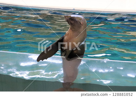 A proud sea lion balancing pose A proud sea lion balancing pose 128881052