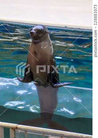 驕傲的海獅保持平衡的姿勢 128881073