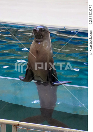 A proud sea lion balancing pose A proud sea lion balancing pose 128881075