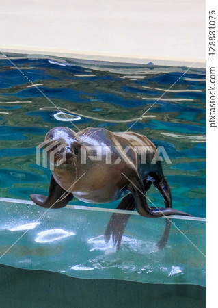 A proud sea lion balancing pose A proud sea lion balancing pose 128881076