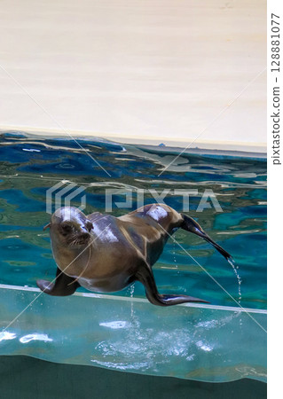 A proud sea lion balancing pose A proud sea lion balancing pose 128881077