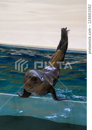 A proud sea lion balancing pose A proud sea lion balancing pose 128881082