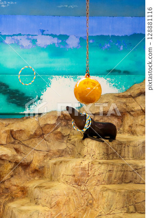 A sea lion waiting to perform and a floating ring 128881116