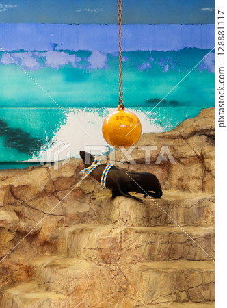 A sea lion waiting to perform and a floating ring 128881117
