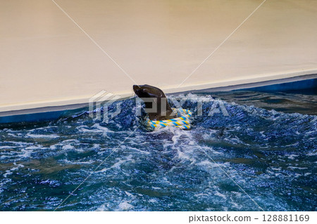 海獅接住鐵環 128881169