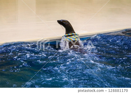 Sea lion catching a quoits 128881170