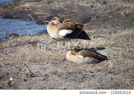 Egyptian Geese Relaxing 128881610