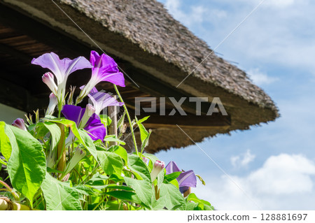牽牛花和古老的民居 牽牛花和古老的民居 128881697