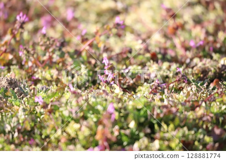 One side henbit 128881774