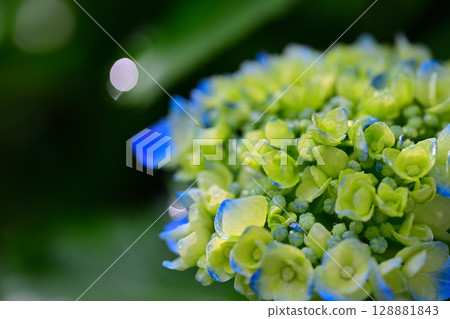 繡球花微距鏡頭攝影 128881843