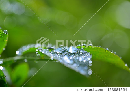 樹葉沾滿晨露,背景虛化,微距鏡頭拍攝 樹葉沾滿晨露,背景虛化,微距鏡頭拍攝 128881864