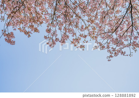 設樂町清水市的小彼岸櫻花風景(愛知縣) 設樂町清水市的小彼岸櫻花風景(愛知縣) 128881892