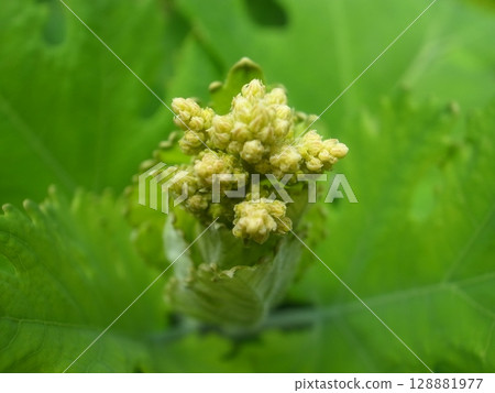 竹蓀 竹蓀 128881977