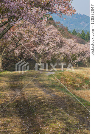 Scenery of the Kohigan cherry blossoms in Shimizu, Shitara Town (Aichi Prefecture) Scenery of the Kohigan cherry blossoms in Shimizu, Shitara Town (Aichi Prefecture) 128882047