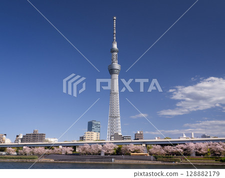 東京隅田川畔櫻花盛開,東京晴空塔 東京隅田川畔櫻花盛開,東京晴空塔 128882179