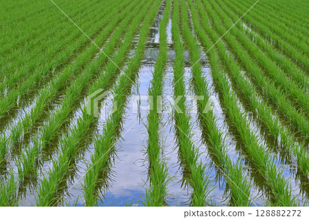 埼玉市西區荒川河岸邊插秧後的水稻 128882272