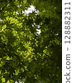 Green 128882311