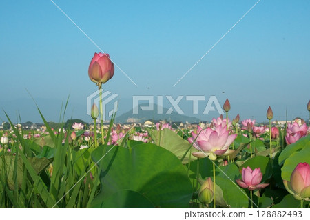 藍天上的蓮花 藍天上的蓮花 128882493