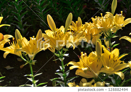 埼玉縣深谷市的Aqua Paradise Patio，早晨美麗的百合花盛開 128882494