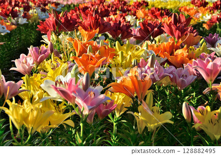 埼玉縣深谷市的Aqua Paradise Patio，早晨美麗的百合花盛開 128882495