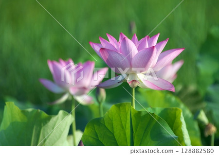 一朵美麗的蓮花 128882580