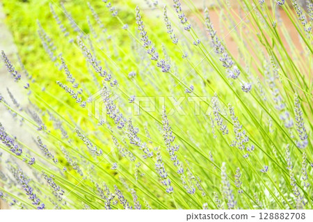 Lavender purple flowers 128882708