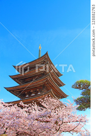 Scenery of the five-story pagoda and cherry blossoms at Kakuozan Nittaiji Temple, Nagoya City, Aichi Prefecture Scenery of the five-story pagoda and cherry blossoms at Kakuozan Nittaiji Temple, Nagoya City, Aichi Prefecture 128882763