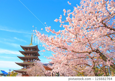 Scenery of the five-story pagoda and cherry blossoms at Kakuozan Nittaiji Temple, Nagoya City, Aichi Prefecture Scenery of the five-story pagoda and cherry blossoms at Kakuozan Nittaiji Temple, Nagoya City, Aichi Prefecture 128882764