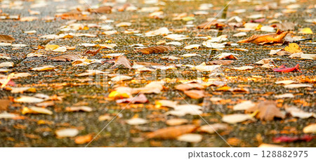 深秋落葉飄落的公園小路 128882975