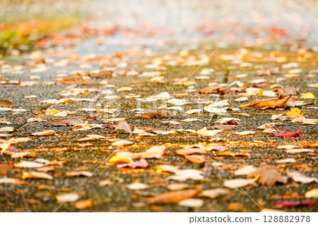 A park path in late autumn as leaves fall 128882978