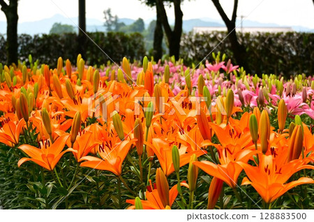 A colorful lily garden in full bloom A colorful lily garden in full bloom 128883500